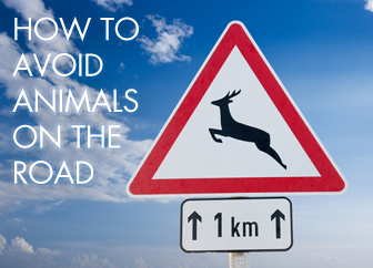 How to Avoid Animals on the Road How to Avoid Animals on the Road