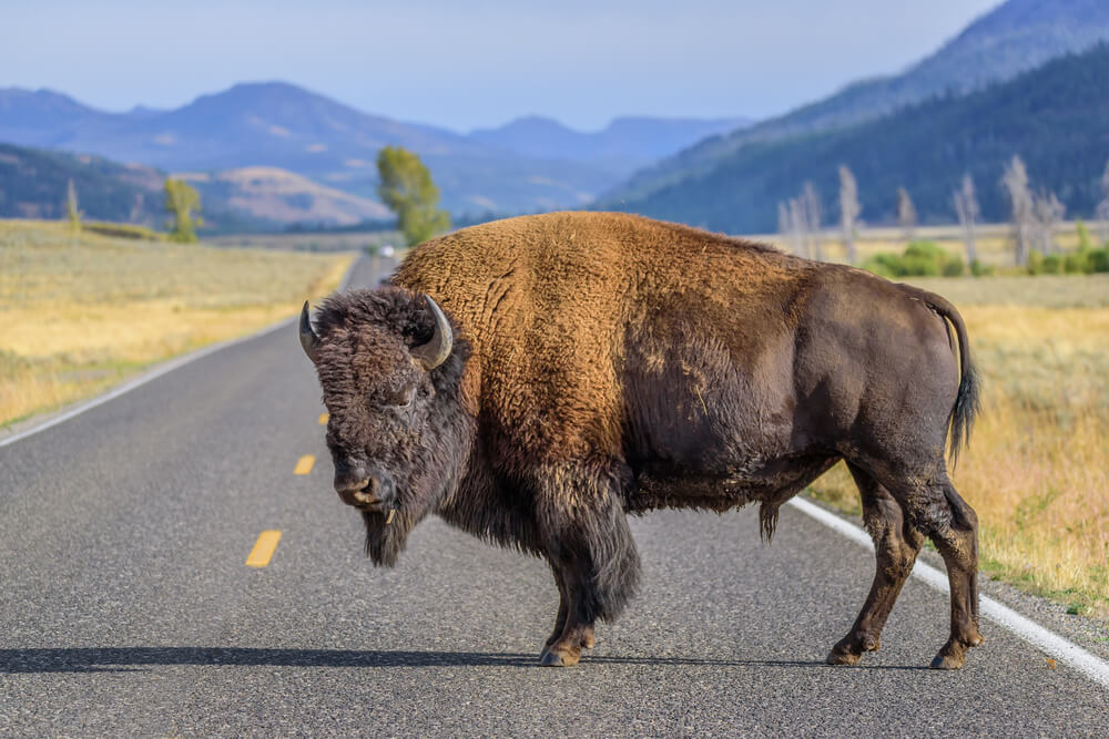 10 Expert Tips to Avoid Collision with Animals on the Road