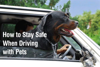 How to Stay Safe When Driving with Pets How to Stay Safe When Driving with Pets