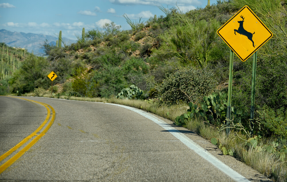 deer crossing