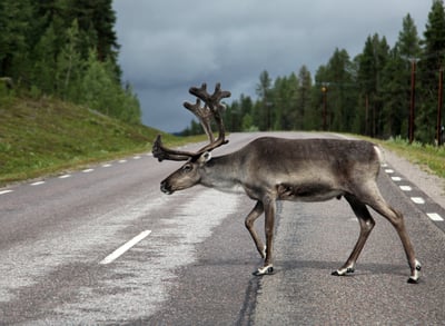 It’s a Jungle Out There: How to Avoid 6 Dangerous Obstacles on the Roadway