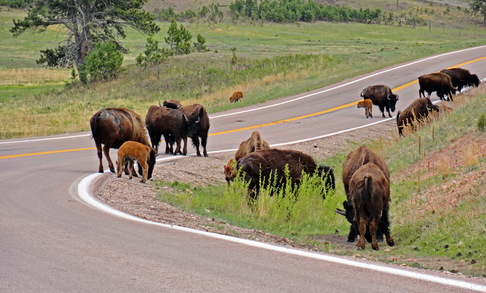 buffalo herd