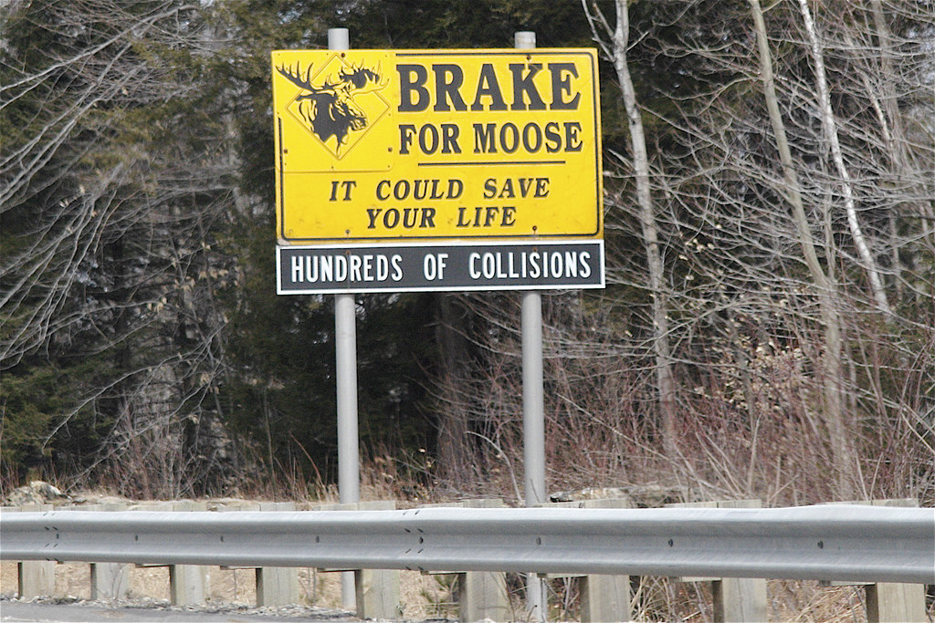 moose warning