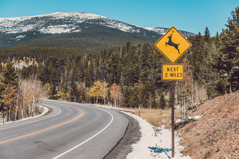 deer crossing