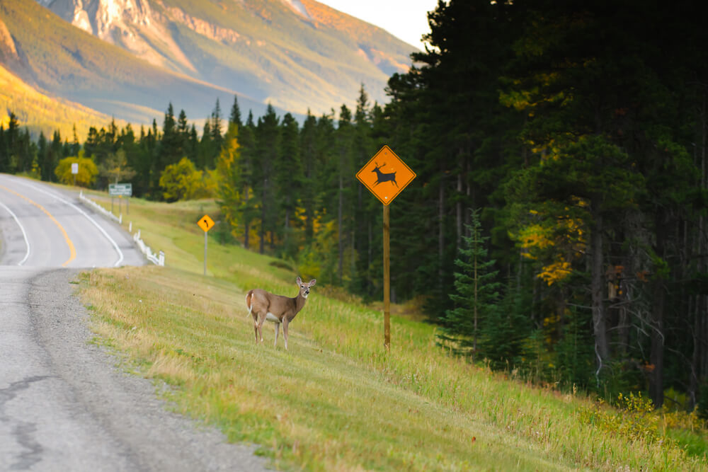Deer Crossing Sign: What Does it Mean?